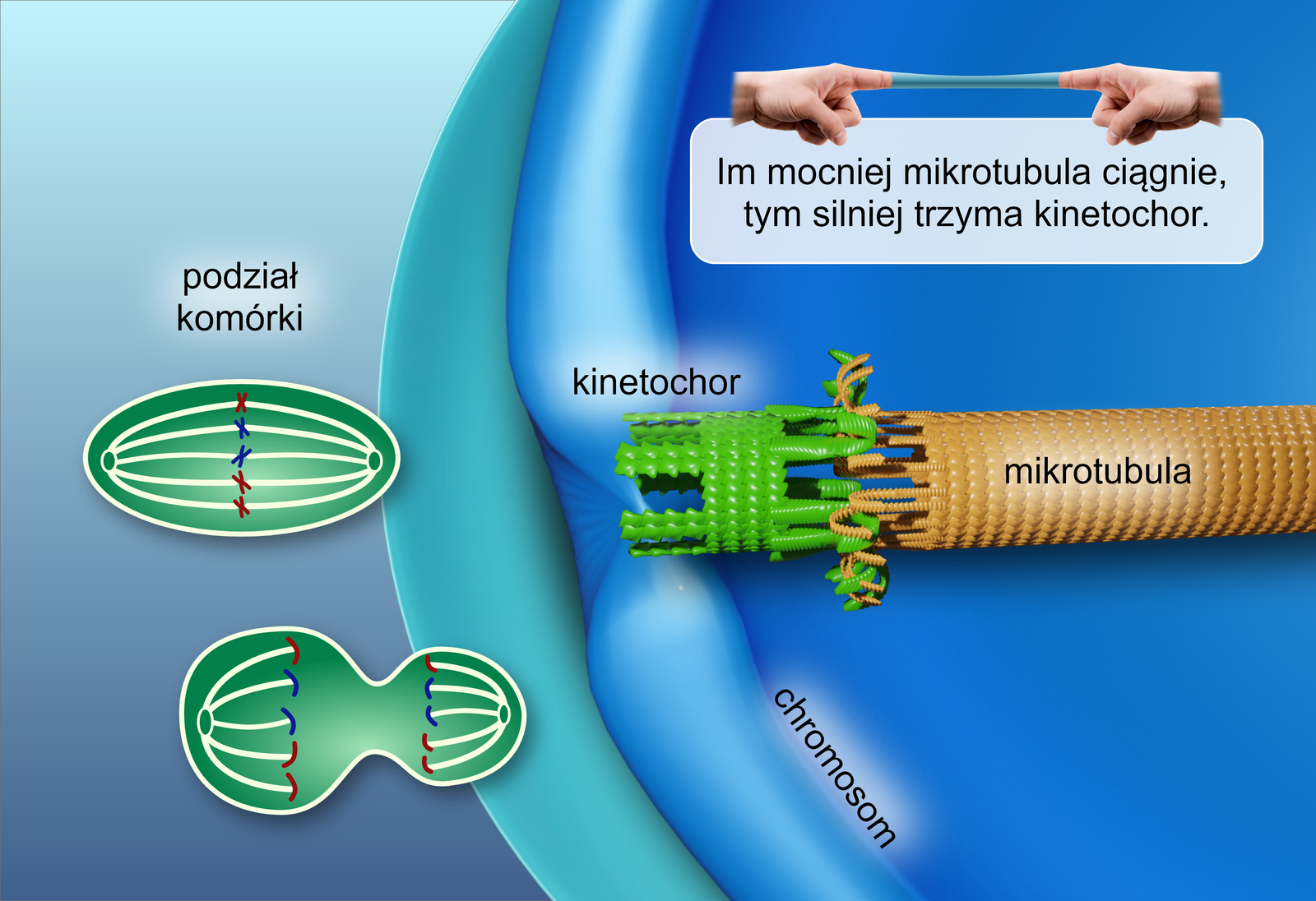 Grafika przedstawia mikrotubule o cylindrycznym kształcie, złączoną z kinetochorem. Kinetochor ma formę pierścienia, z jednej strony połączonego przy pomocy wielu drobnych haczyków z mikrotubulą, natomiast z drugiej ze ścianą chromosomu. Nad nimi znajduje się rysunek przedstawiający parę dłoni, których palce wskazujące uwięzione są w niewielkiej rurce – chińskiej pułapce na palce. Pod nimi znajduje się komentarz: Im mocniej mikrotubula ciągnie, tym silniej trzyma się kinetochor. Na lewo od głównej część grafiki upieszczono schematycznie przedstawione komórki, ukazujące etap jej podziału, w której chromatydy rozchodzą się na dwa bieguny. 