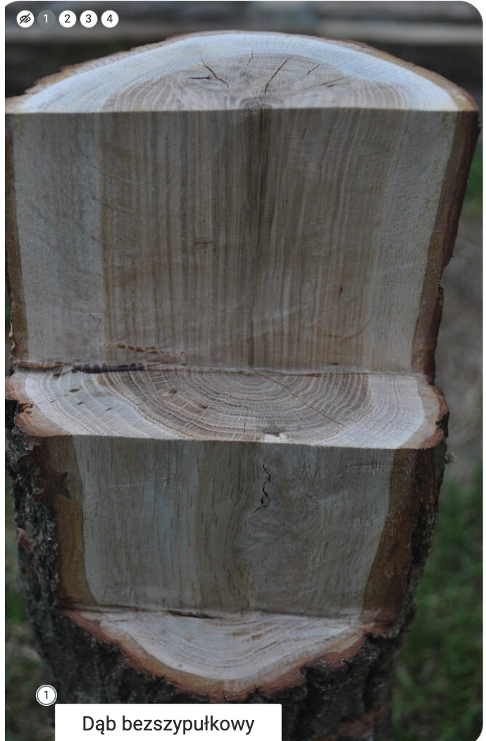 Grafika przedstawia przykładowy widok grafiki interaktywnej z opisem. Widoczne jest zdjęcie pnia w przekroju oraz pasek z czterema punktami interaktywnymi. Został wybrany punkt pierwszy, dlatego widoczny jest podpis: dąb bezszypułkowy. 