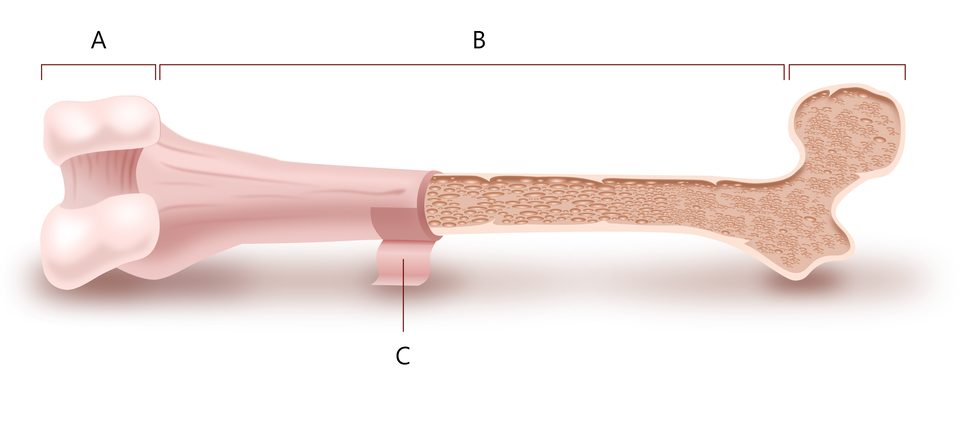 Ilustracja przedstawia kość długą człowieka. Literą A zaznaczono części na początku i końcu kości. Literą B długą część pomiędzy A. 