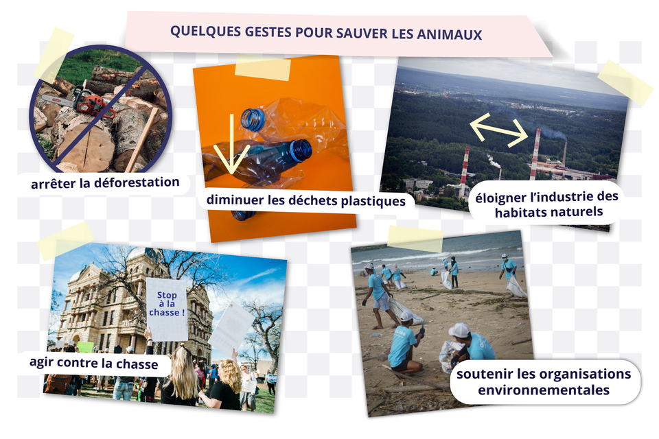 Quelques gestes pour sauver les animaux. Ilustracja przedstawia znak przekreślenia na zdjęciu, na którym widoczna jest piła łańcuchowa oraz ścięte liczne pnie drzew. arrêter la déforestation. Ilustracja przedstawia zgniecione butelki plastikowe. diminuer les déchets plastiques. Ilustracja przedstawia fabryki z wysokimi kominami, z których wydobywa się dym tuż nad lasem. éloigner l'industrie des habitats naturels. Ilustracja przedstawia protest ludzi zgromadzonych wokół budynku. Widoczny jest baner, który trzymają. Zapisano na nim: Stop à la chasse !. agir contre la chasse. Ilustracja przedstawia topniejący lodowiec. Część bryły lodu spada do oceanu i rozpuszcza się w jego wodach. le changement climatique. Ilustracja przedstawia grupę ludzi zbierających śmieci z plaży do worków. soutenir les organisations environnementales.