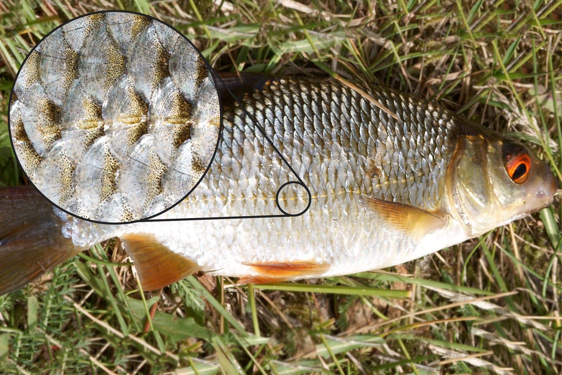 Fotografia przedstawia leżącą na boku srebrzystą rybę. Głowa z pomarańczowym okiem z prawej. Płetwy na brzuchu pomarańczowe, pozostałe brązowe. Łuski srebrzyste, z żółtawą poziomą linią naboczną w połowie ciała. Z lewej powiększenie fragmentu skóry ryby z linii nabocznej. W łuskach beżowe, niewielkie owalne otwory.