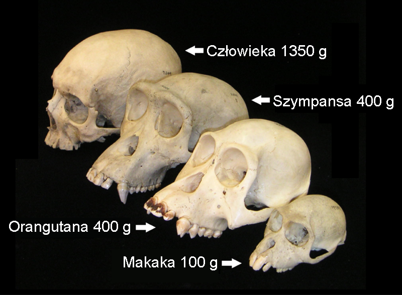 Zdjęcie przedstawia cztery czaszki. czaszkę człowieka (1350 gramów), czaszkę szympansa (400 gramów), czaszkę orangutana (400 gramów) i czaszkę makaka (100 gramów).