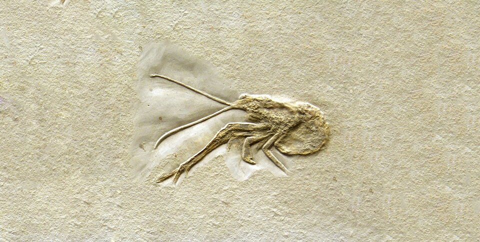 Zdjęcie przedstawia skamielinę gatunku Mecochirus lingimanatus. Widoczne są liczne, parzyste odnóża i średniej wielkości odwłok.