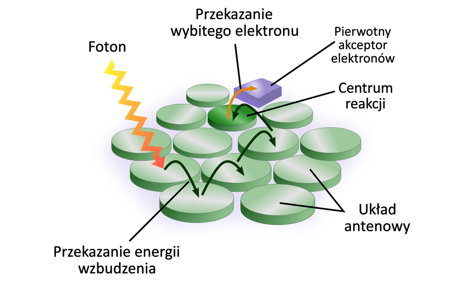 Ilustracja przedstawia budowę oraz mechanizm działania fotosystemu. Foton (zygzakowata strzałka) trafia na zieloną cząsteczkę barwnika. Energia wzbudzenia zostaje przekazana na kolejne cząsteczki barwnika (zielone strzałki) tworzące układ antenowy. Energia trafia do centrum reakcji. Dochodzi do wybicia elektronu z cząsteczki głównego barwnika fotosyntetycznego, znajdującego się w centrum reakcji. Wybity elektron (pomarańczowa strzałka) trafia do pierwotnego akceptora elektronów (oznaczony kolorem fioletowym).