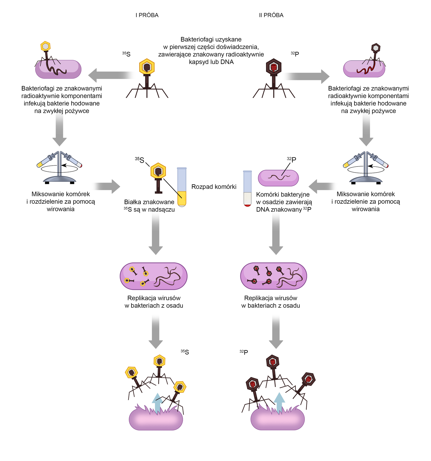 Grafika przedstawia przebieg doświadczenia Hersheya i Chase’a. Podczas pierwszej próby, bakteriofagi uzyskane w pierwszej części doświadczenia, zawierające oznakowany radioaktywnie kapsyd lub DNA, w tym przypadku oznaczony radioaktywnym izotopem indeks górny 35 S. Bakteriofagi ze znakowanymi radioaktywnie komponentami infekują bakterie hodowane na zwykłej pożywce.  Następnie komórki są miksowane i rozdzielane za pomocą wirowania. Białka znakowane indeks górny 35 S są w nadsączu. Dochodzi do replikacji wirusów w bakteriach z osadu, a następnie ich uwolnienia z komórki bakterii.  W drugiej próbie bakteriofagi uzyskane w pierwszej części doświadczenia, oznaczone radioaktywnym izotopem indeks górny 32 P zainfekowały bakterie hodowane na zwykłej pożywce. Następnie komórki są miksowane i rozdzielane za pomocą wirowania. Komórki bakteryjne w osadzie zawierają DNA znakowany radioaktywnym fosforem. Dochodzi do replikacji wirusów w bakteriach z osadu, a następnie ich uwolnienia z komórki bakterii.