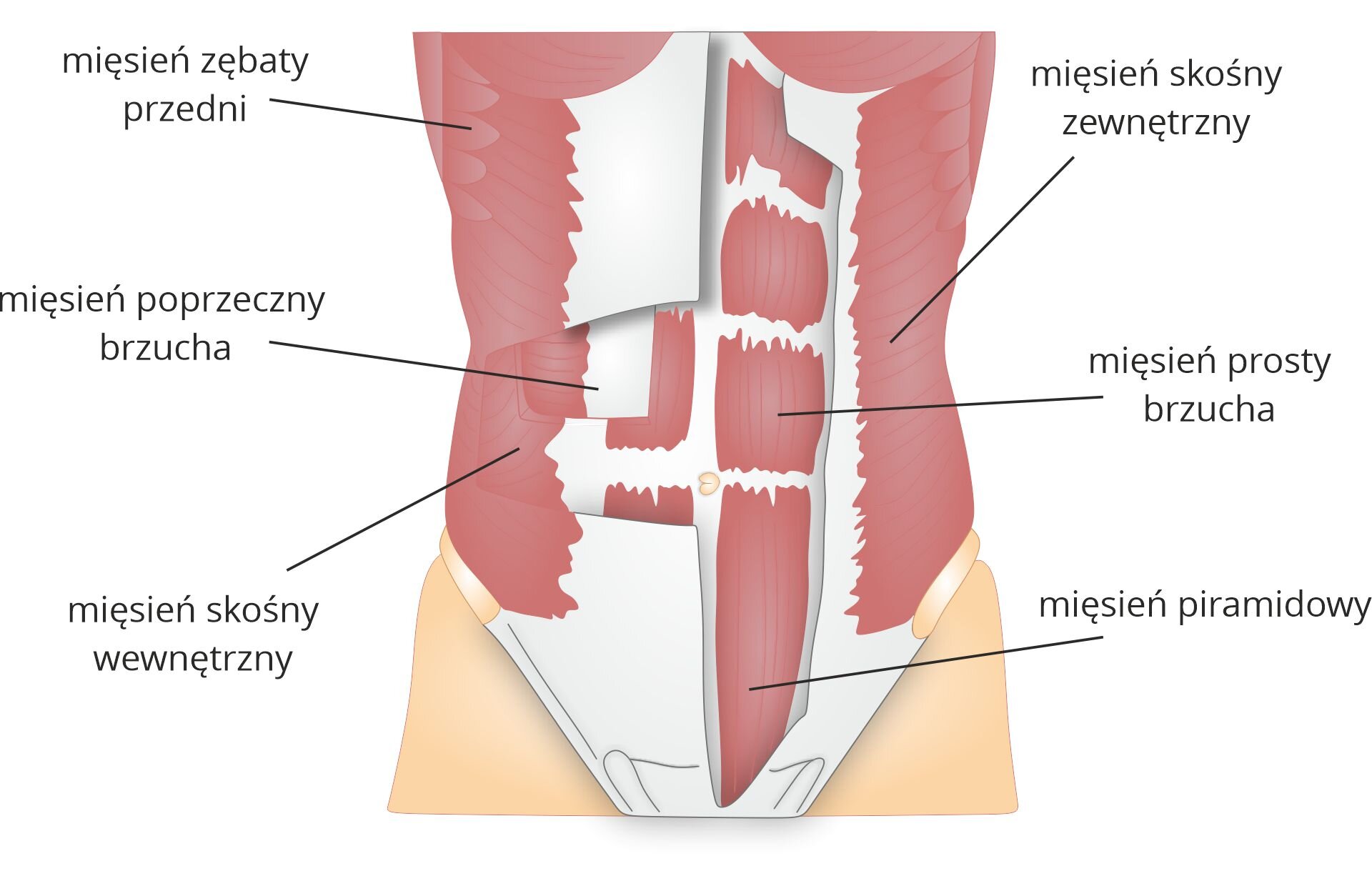 Grafika pod tytułem mięśnie brzucha. Grafika przedstawia schemat budowy anatomicznej brzucha, z zaznaczonymi mięśniami, od góry: mięsień zębaty przedni, mięsień skośny zewnętrzny, mięsień poprzeczny brzucha, mięsień prosty brzucha, mięsień skośny wewnętrzny i mięsień piramidowy.