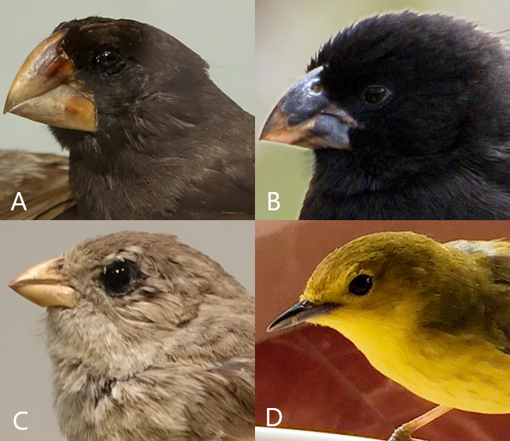 Na czterech połączonych fotografiach znajdują się zbliżenia na główki czterech gatunków ptaków - zięb Darwina. Darwinka wielkodzioba (Geospiza magnirostris) ma wysoki dziób i ciemne upierzenie. Darwinka czarna (Geospiza fortis) ma mniejszy dziób i czarne upierzenie. Kłowacz mały (Camarhynchus parvulus) ma mały dziób, podobny do dzioba wróbla, i piaskowobrązowe upierzenie. Owadziarka zielona (Certhidea olivacea) ma najwęższy, spiczasty dziób i żółto‑zielone upierzenie.