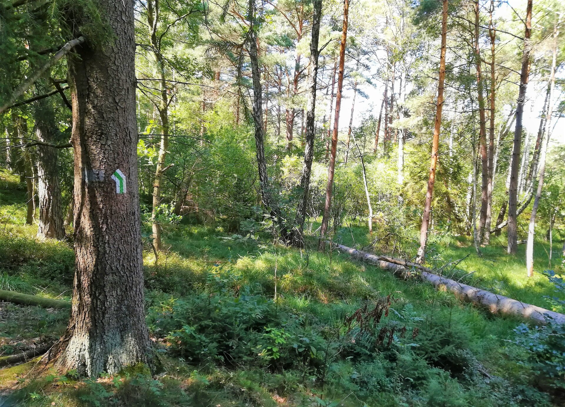 Zdjęcie przedstawia las mieszany. Po lewej na pierwszym planie ukazane jest oznakowane drzewo, natomiast po prawej stronie fotografii, na zarośniętym terenie ukazane jest ścięte drzewo. 
