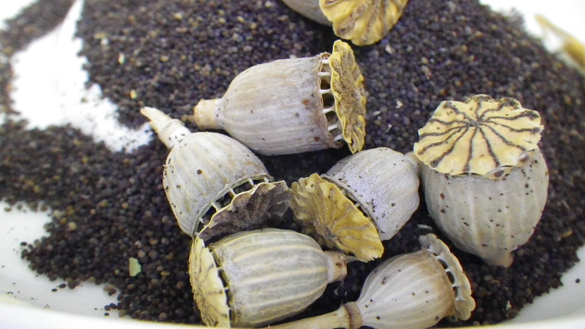Fotografia przedstawia siedem makówek na tle rozsypanych nasion maku. Owoc maku to mała, zaokrąglona i wydłużona torebka nasienna. Jest on w kolorze jasnym, beżowym. Wewnątrz znajdują się liczne drobne nasiona maku, które są okrągłe, ciemnobrązowe lub czarne.