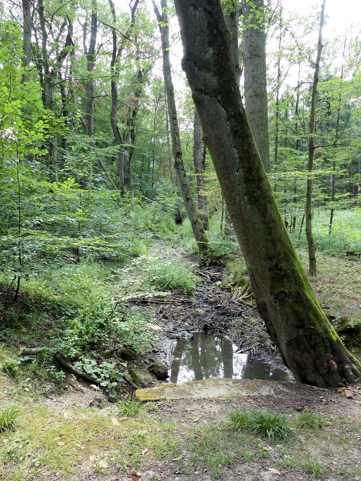 Na fotografii widoczny jest wyschnięty ciek leśny, który znajduje się w lesie pomiędzy licznymi drzewami oraz gęstymi krzakami. Koryto na pierwszym planie jest zalane, dalej jest pokryte gałęziami, ale nie ma w nim wody.