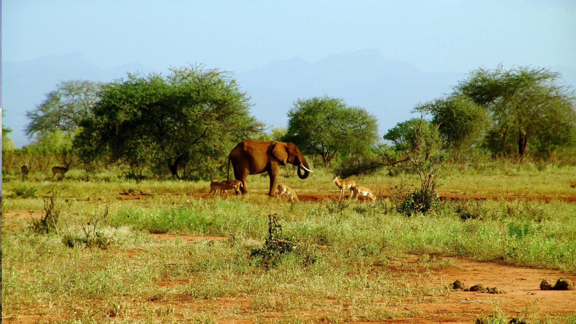 Fotografia przedstawia krajobraz sawanny. Na pomarańczowej ziemi rosną nieduże kępy traw. W tle skupisko rozłożystych akacji. Przed nimi znajduje się płytka sadzawka, przy której stoi słoń, pokryty rudym błotem. Obok kilka gazeli - zwierząt o długich nogach i smukłym ciele, ubarwione na żółtobrązowo.