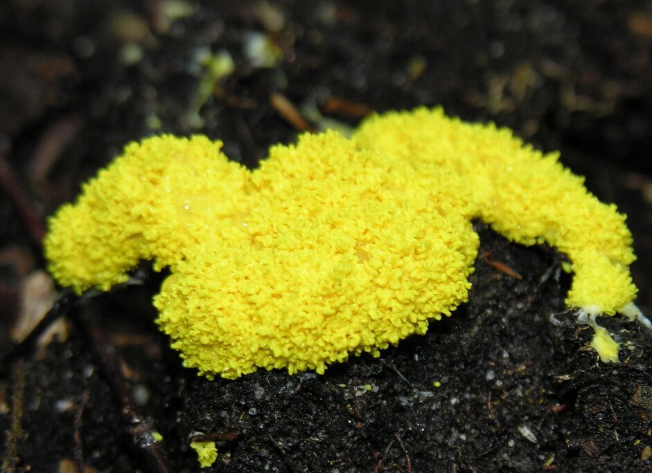 Zdjęcie przedstawia plechę śluzowca na ziemi. Ma ona postać nieregularną, gąbczastą o żółtym, jaskrawym kolorze. Jej powierzchnia jest nieregularna.