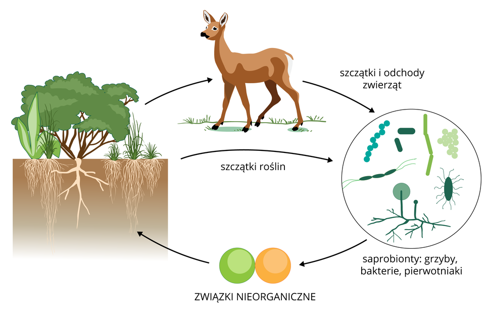 Ilustracja składa się z czterech obrazków, połączonych strzałkami, przedstawiających obieg materii. Pierwszy z lewej ukazuje zielone rośliny: drzewa i krzewy razem z ich korzeniami w brązowej glebie. Od nich jedna strzałka prowadzi do obrazka brązowej sarny, która żywi się roślinami. Druga strzałka z napisem: szczątki roślin wskazuje koło po prawej stronie. Do niego prowadzi także strzałka od sarny z napisem: szczątki i odchody zwierząt. W kole znajdują się kolorowe sylwetki saprobiontów, na przykład bakterii i grzybów, czyli organizmów rozkładających szczątki. Od nich strzałka wskazuje dwie kule na dole: pomarańczową i zieloną. Oznaczają one związki nieorganiczne, powstałe w efekcie rozkładu szczątków. Te związki trafiają do korzeni roślin.