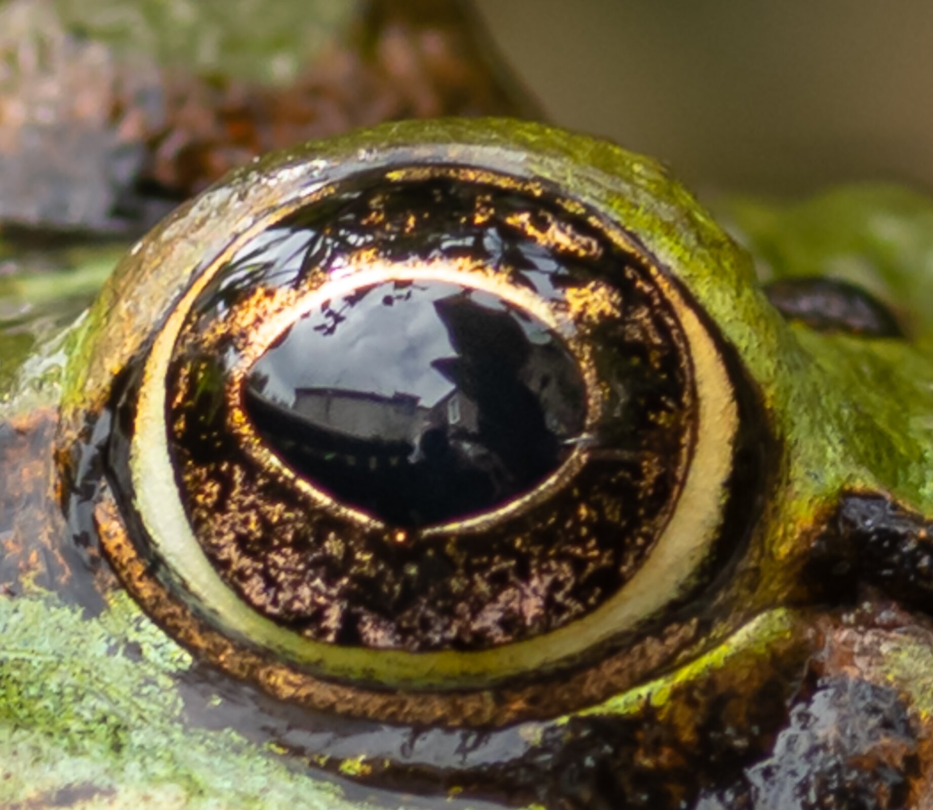 Zdjęcie przedstawia oko żaby. Ma ono brązowy kolor ze złotymi plamkami. W środku widać czarną źrenicę.