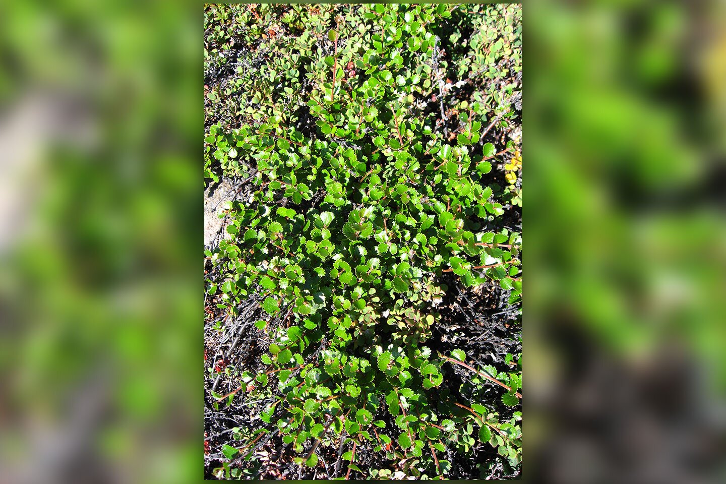 Fotografia prezentuje zdjęcie wykonane z góry, na który widać niewielkich rozmiarów zieloną brzozę karłowata.