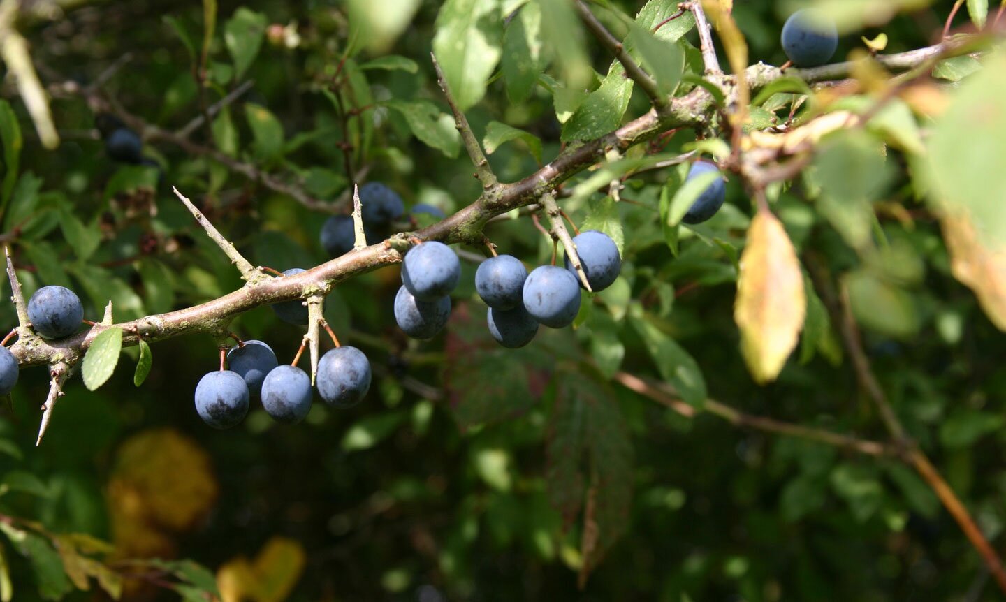 Fotografia przedstawia zbliżenie gałązki tarniny z niebieskimi, kulistymi owocami. Między nimi wyrastają krótkie, ostro zakończone ciernie.