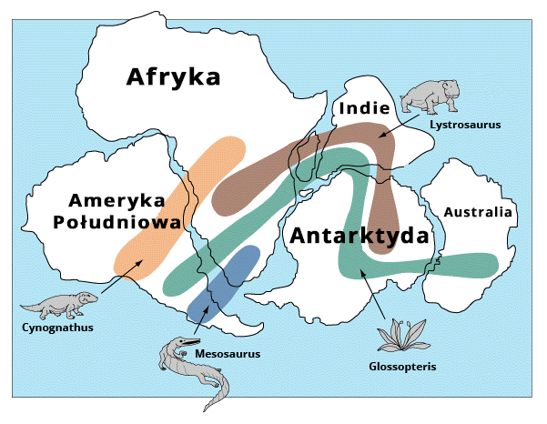Grafika przedstawia rozmieszczenie skamieniałości. Od lewej strony znajdują się Ameryka Południowa, Afryka, Indie, Antarktyda oraz Australia. Cynognathus występował w Ameryce Południowej i Afryce. Mesosaurus występował w południowej Ameryce Południowej i południowej Afryce. Lystrosaurus występował w Afryce, Indiach i Antarktydzie. Glossopteris występował na każdym kontynencie.