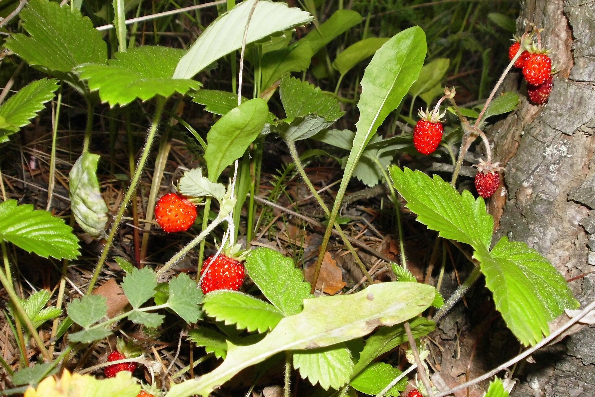 Na planszy widoczne są poziomki. Mają cienkie, długie, zielone łodygi z jajowatymi, postrzępionymi liśćmi oraz owalnymi, czerwonymi, małymi, pojedynczymi owocami.