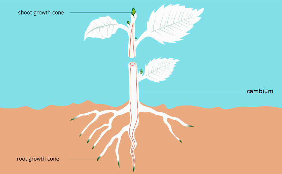 Schemat ilustrujący lokalizację merystemów w roślinie. Schematyczny rysunek przedstawia ukorzenioną roślinę umieszczoną w podłożu. Końcówki korzeni oznaczono kolorem zielonym, są to stożki wzrostu korzenia (root growth cone). Wzdłuż wnętrza łodygi rośliny,  na czerwono zaznaczono położenie tkanek twórczych bocznych (cambium). Na zielono oznaczono stożek wzrostu (shoot growth cone), który znajduje się na szczycie łodygi. 
