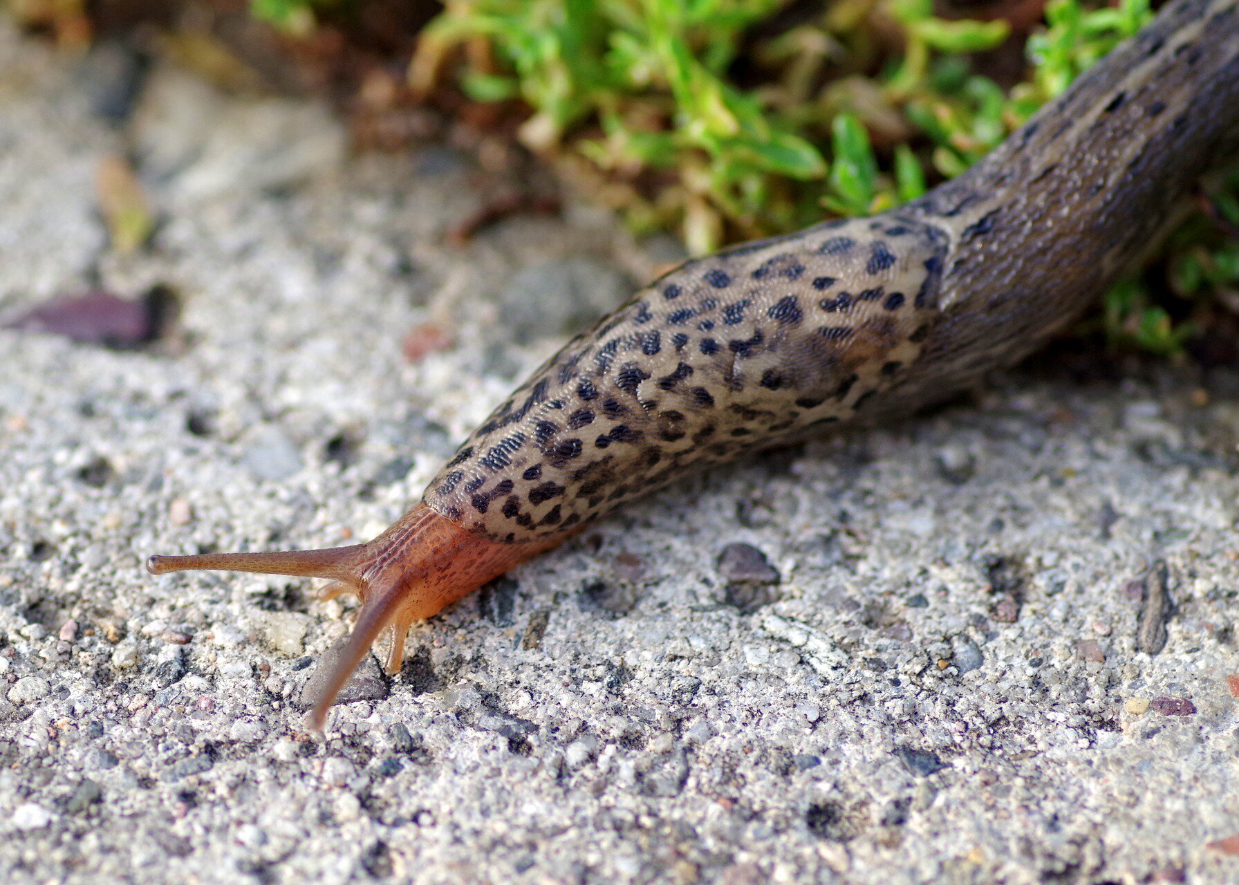 Fotografia długiego ślimaka w beżowo‑brązowym kolorze. Z przodu pomarańczowe czułki.