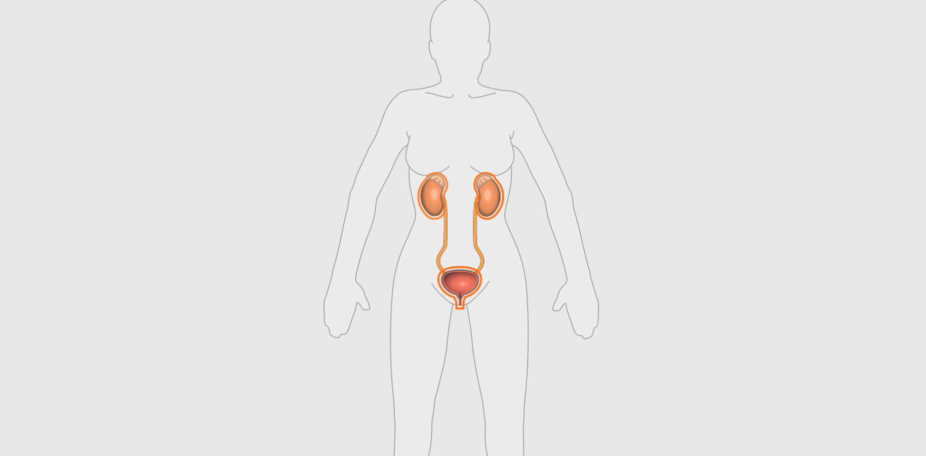 Ilustracja przedstawia rysopis kobiety, uwidoczniony jest układ wydalniczy: nerki, moczowody, pęcherz moczowy i cewka moczowa. Nerki mają kształt fasolek, umiejscowione są na wysokości żeber. Jedna znajduje się z prawej, druga z lewej strony. Od nerek poprowadzone są moczowody, które połączone są z pęcherzem moczowym. Jest on w kształcie owalnym, umiejscowiony na wysokości podbrzusza. Poniżej pęcherza znajduje się krótka cewka moczowa.