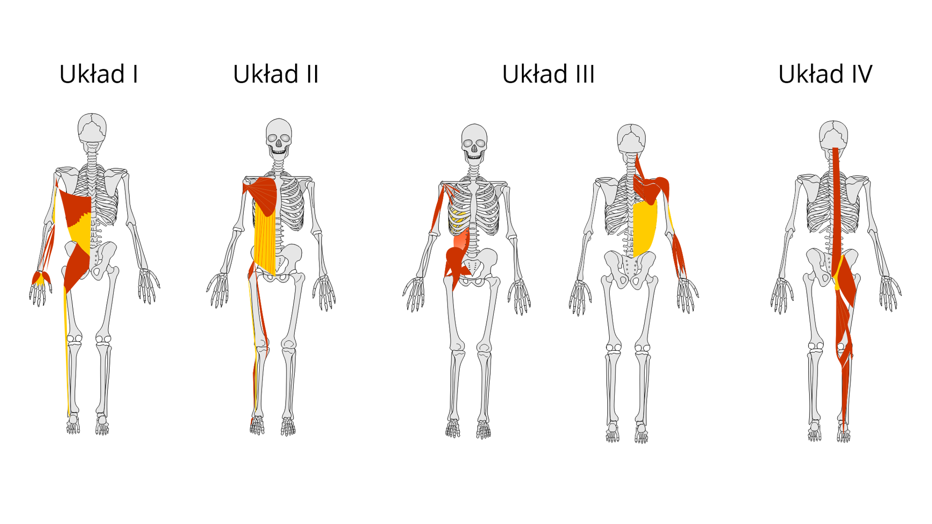 Rycina pod tytułem: Układy wyróżniane w masażu tensegracyjnym. Grafika ze schematycznym przedstawieniem układu szkieletowego z przodu i z tyłu. Na schemacie zostały zaznaczone mięśnie tworzące układy wyróżniane w masażu tensegracyjnym, to jest układ pierwszy, drugi, trzeci i czwarty. Elementy pierwszego układu znajdują się w tylnej części tułowia, bocznej części kończyny dolnej i zewnętrznej części kończyny górnej. Elementy drugiego układu znajdują się w przedniej części tułowia i po przyśrodkowej części kończyny dolnej. Elementy trzeciego układu znajdują się po wewnętrznej stronie miednicy, w tylnej części tułowia i po zewnętrznej stronie kończyny górnej. Elementy czwartego układu znajdują się w tylnej części tułowia i kończyny dolnej.