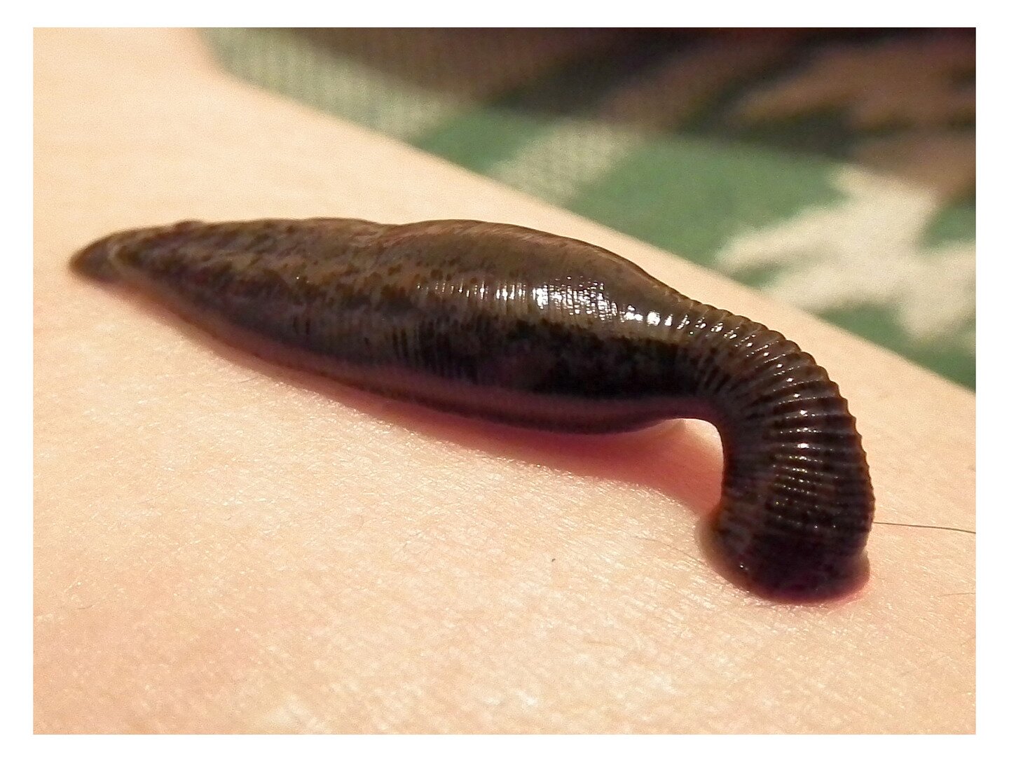 Fotografia przedstawia przedramię mężczyzny. Na nim leży przyssana pijawka długości połowy przedramienia. Ciało wydłużone, kurczliwe, wyraźnie segmentowane, spłaszczone grzbietobrzusznie. Pijawka posiada dwie przyssawki. W przedniej przyssawce znajduje się otwór gębowy. Do ssania pijawki używają silnie umięśnionej gardzieli i przełyku. 