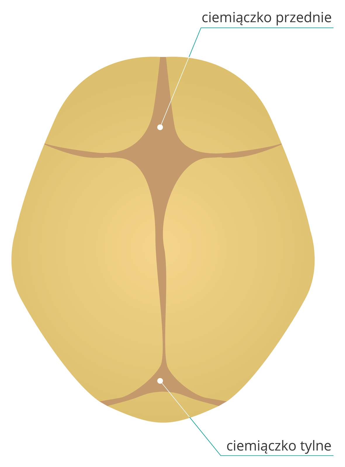 Ilustracja przedstawia brązową czaszkę noworodka z góry. Płyty kostne stykają się ze sobą, a między nimi ciemno zaznaczona błona, ciemiączko. U góry rombowate duże ciemiączko przednie, u dołu mniejsze trójkątne ciemiączko tylne.