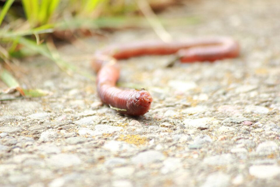 Zdjęcie przedstawia wijącą się na ziemi dżdżownicę. Jest długa i jasnoróżowa. Z przodu ma na sobie kilka ziarenek ziemi.