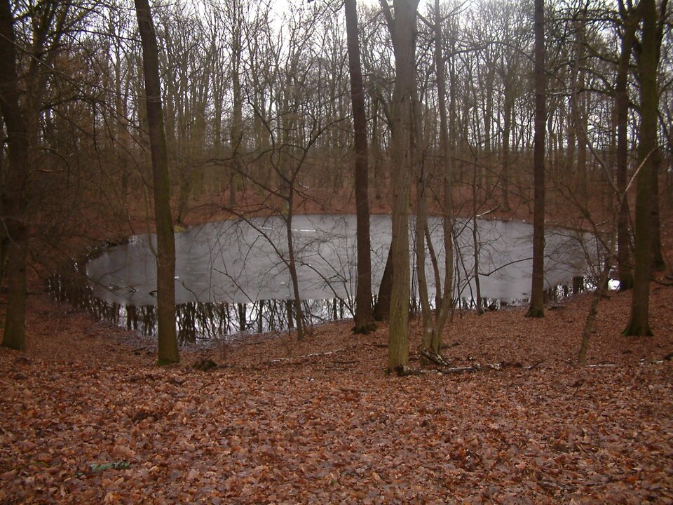 Na zdjęciu znajduje się bardzo małe jezioro. Otaczają go rosnące niezbyt gęsto drzewa. Są bez liści. jest jesień. Suche liście pokrywają powierzchnię ziemi. 