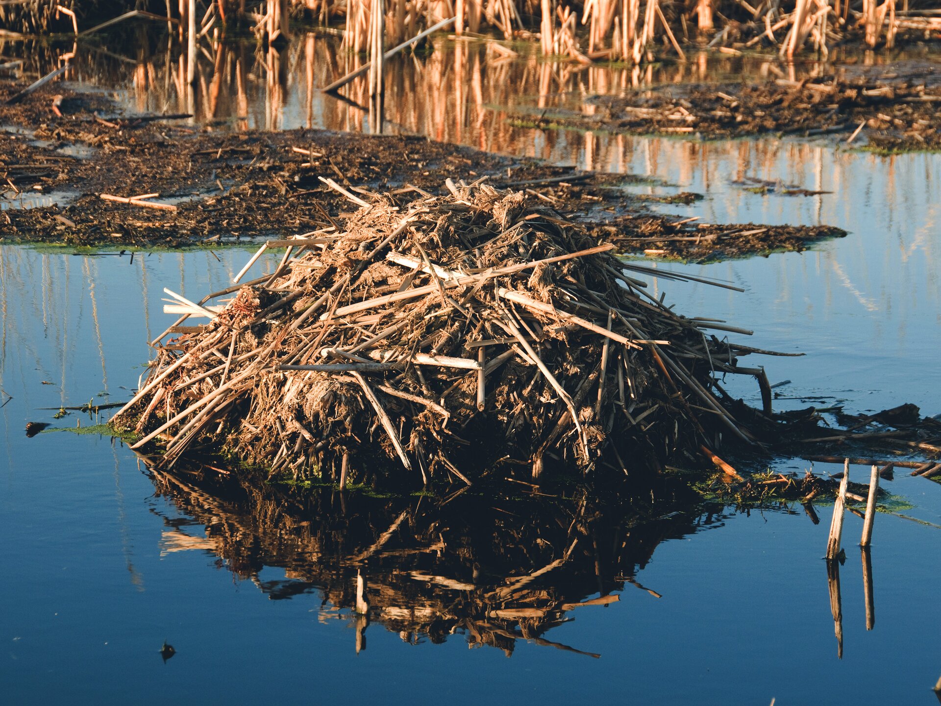 Kliknij, aby powiększyć. Zdjęcie przedstawia znajdujące się blisko brzegu rzeki żeremie bobra. Nad powierzchnią wody widzimy spory kopiec zbudowany z piachu, gliny, połamanych suchych trzcin i patyków. W oddali widać muł i wyschnięte trzciny na brzegu.