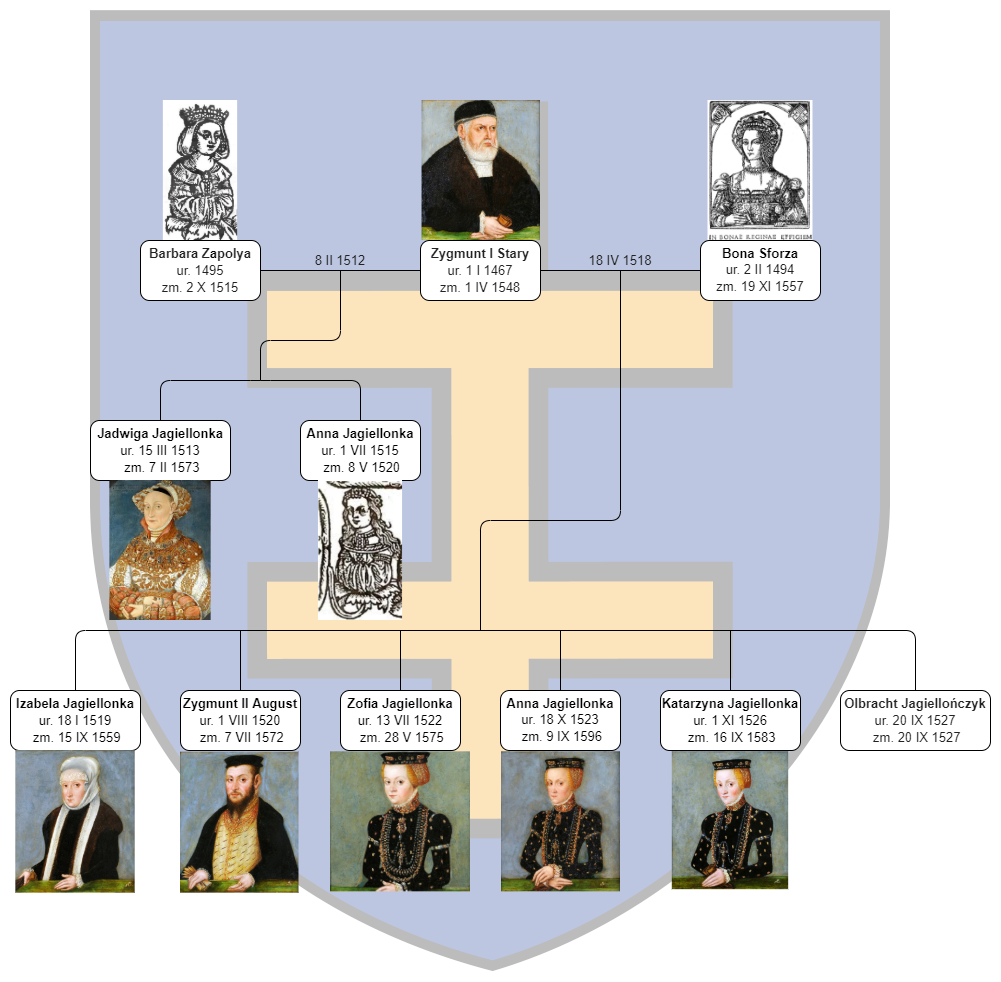 Ilustracja przedstawia drzewo genealogiczne. Na górze Barbara Zapolya 1495‑1515, obok Zygmunt pierwszy Stary urodzony w 1467, a zmarły  w1548 roku, obok Bona Sforza 1494‑1557. Z małżeństwa Zygmunta Starego i Barbary Zapolya urodziły się dwie córki: Jadwiga Jagiellonka 1513‑1573 i Anna Jagiellonka 1515‑1520. Z małżeństwa Zygmunta Starego i Bony Sforzy urodziło się sześcioro dzieci: Izabela Jagiellonka 1519‑1559, Zygmunt drugi August 1520‑1572, Zofia Jagiellonka 1522‑1575, Anna Jagiellonka 1523‑1596, Katarzyna Jagiellonka 1526‑1583, Olbracht Jagiellończyk urodził się i zmarł tego samego dnia w 1527 roku