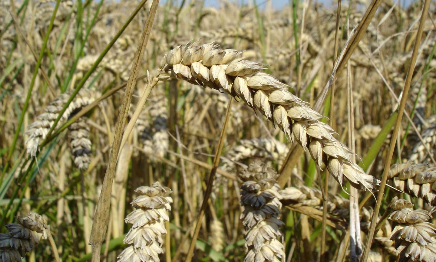 Fotografia przedstawiająca łany pszenicy rosnącej w polu.