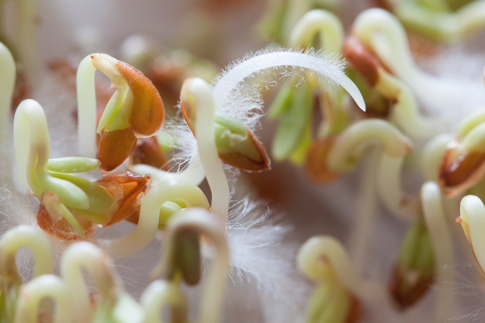 Zdjęcie przedstawia kiełki rzeżuchy. Kiełki są cienkie, długie, przy końcach wywinięte z widocznymi cienkimi włoskami.
