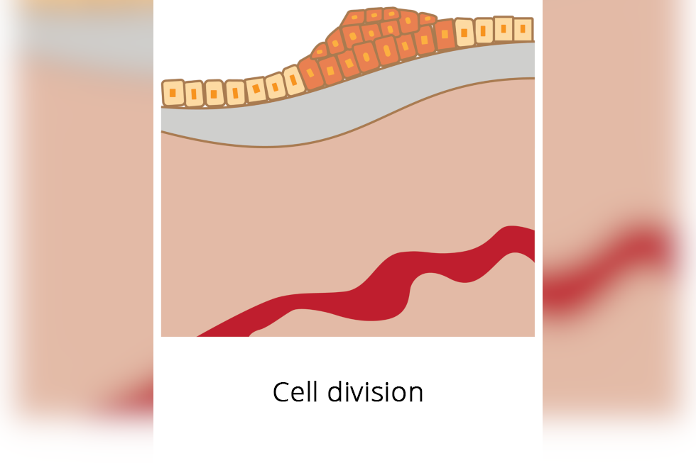 Ilustracja przedstawia mnożenie się komórek nabłonka; tworzą one kolejne warstwy na powierzchni narządu. Podpisano: Cell division