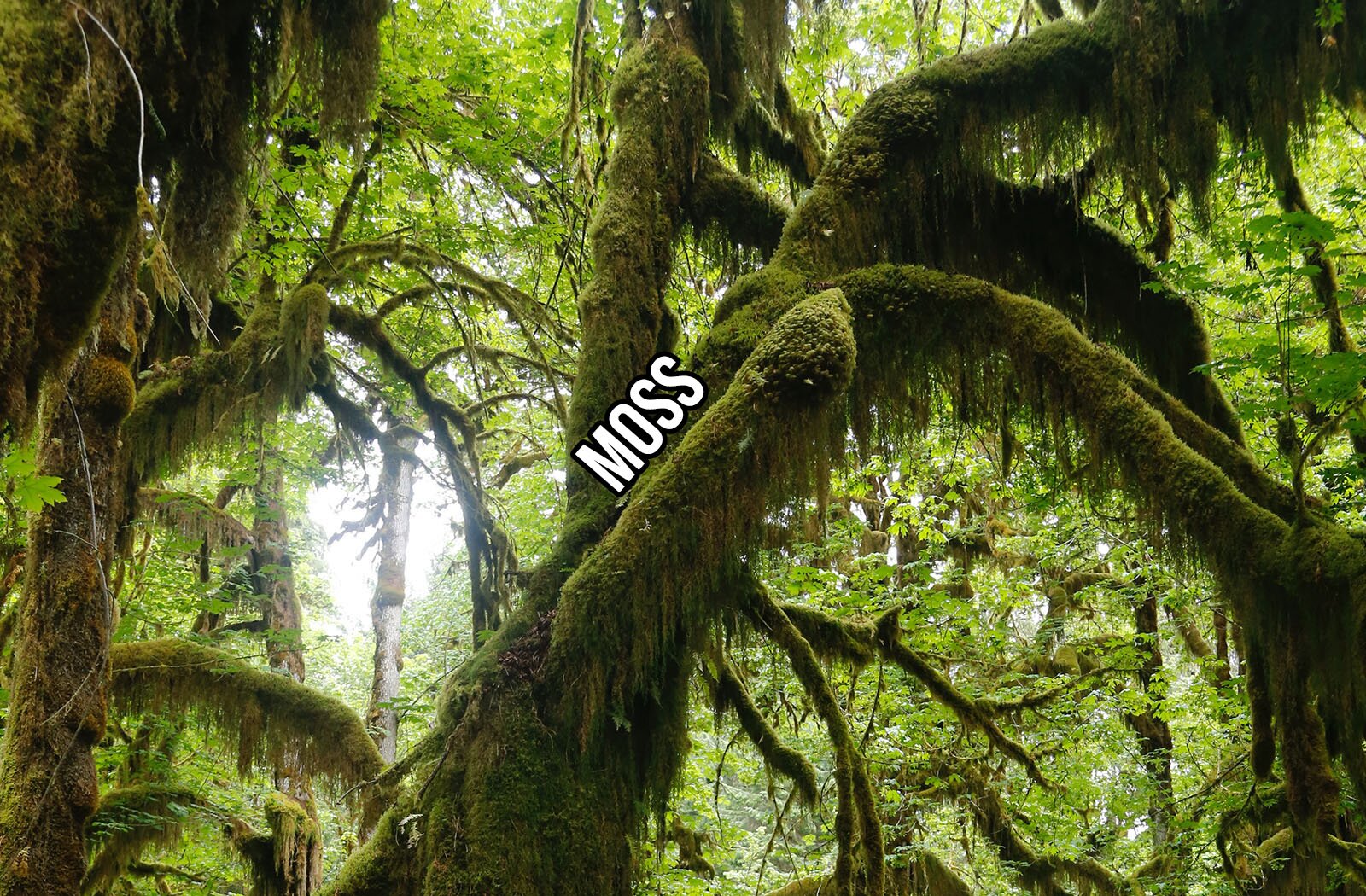 Zdjęcie przedstawia drzewa w lesie, których pnie i konary porośnięte są bujnym i zwisającym mchem. Mech ma kolor głęboko zielony. U góry widoczne są gałęzie z zielonymi listkami. Na zdjęciu widoczny jest napis w języku angielskim: MOSS.