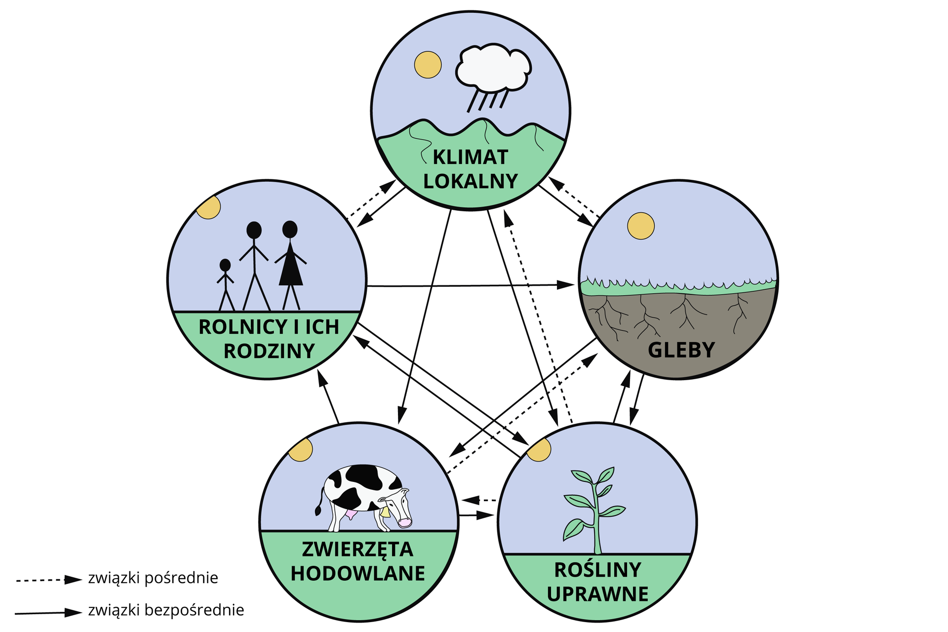 Grafika przedstawia relacje pomiędzy elementami środowiska oraz rolnictwem uprzemysłowionym. W kółkach są obrazki - chmura ze słońcem i pagórkami - to klimat lokalny; trawa, korzenie i ziemia, nad nimi słońce - to gleby; roślina liściasta i słońce - rośliny uprawne; pasąca się krowa i słońce - zwierzęta hodowlane; trzy ludziki - mama, tata i dziecko - rolnicy i ich rodziny. Pomiędzy kółkami są liczne strzałki. Jedne zaznaczono liniami przerywanymi, inne ciągłymi. Linie przerywane to związki pośrednie. Występują na grafice pomiędzy zwierzętami hodowlanymi a glebami, roślinami uprawnymi a zwierzętami hodowlanymi, roślinami uprawnymi a klimatem lokalnym, rolnikami i ich rodzinami a klimatem lokalnym oraz glebami a klimatem lokalnym. Związki bezpośrednie występują pomiędzy: klimatem a wszystkimi elementami na grafice, zwierzętami hodowlanymi a roślinami uprawnymi i rolnikami i ich rodzinami, roślinami uprawnymi a rolnikami i ich rodzinami oraz glebami, pomiędzy glebami a roślinami upranymi i zwierzętami hodowlanymi. Rolnicy i ich rodziny mają relacje bezpośrednie pomiędzy glebami oraz roślinami uprawnymi.     