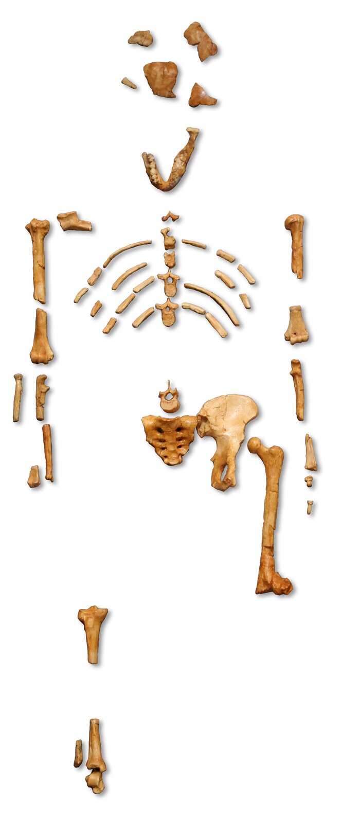 Na zdjęciu znajduje się szkielet Lucy z Muzeum Historii Naturalnej w Paryżu. Składają się na niego fragmenty kości czaszki i żuchwy, fragmenty kości kręgosłupa, kości miednicy, żeber, a także kończyn górnych i dolnych. 