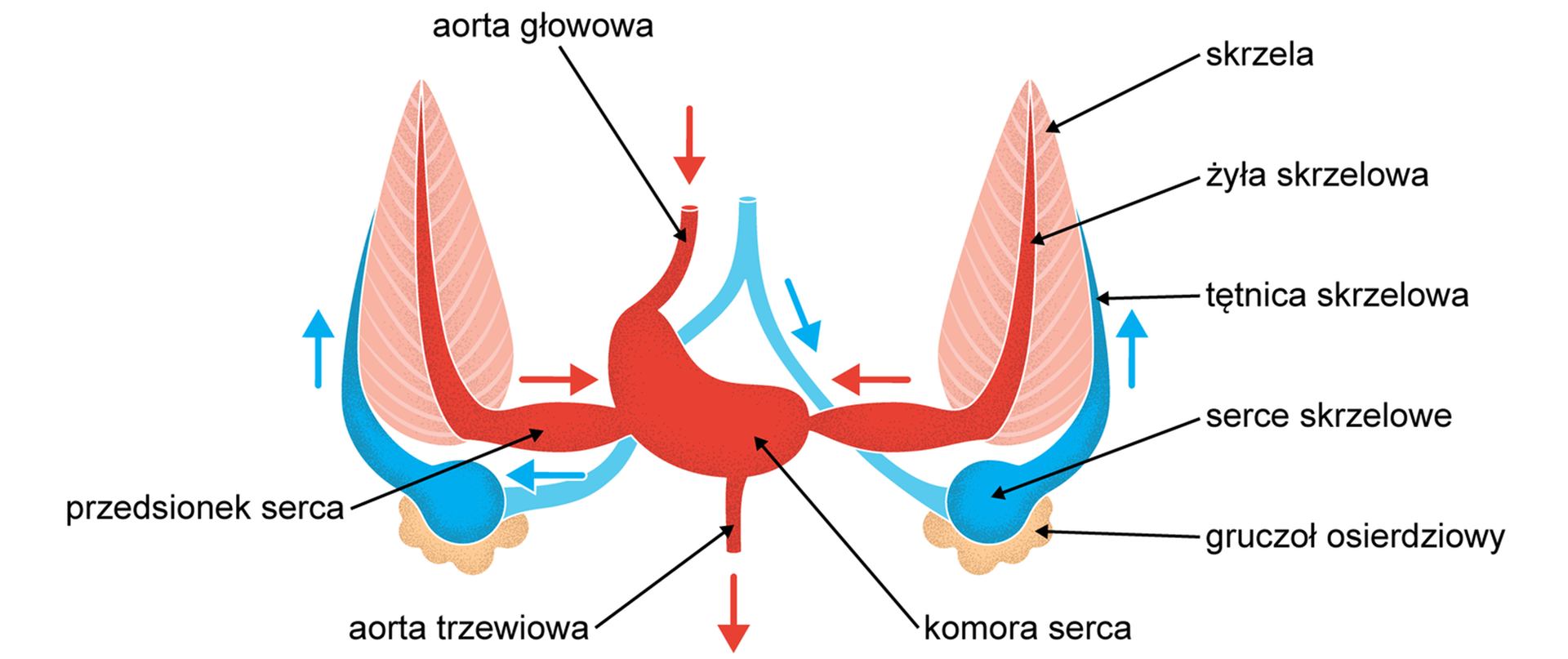Ilustracja pokazuje układ krwionośny mięczaków na przykładzie ośmiornicy. Ośmiornica ma zamknięty układ krążenia, a krew pozostaje w obrębie naczyń krwionośnych. Główną częścią tego układu jest serce zaznaczone na ilustracji kolorem czerwonym: jest ono centralnie położone, posiadające komorę, pompujące krew przez całe ciało, jak również po bokach do przedsionka serca, który przepompowuje krew ze skrzeli, przez żyły skrzelowe. Krew wpływa do serca przez aortę główną i wypływa z serca przez aortę trzewiową. W pobliżu głównego serca znajdują się dwa serca skrzelowe, oznaczone kolorem niebieskim. Serca skrzelowe otoczone są gruczołami osierdziowymi. Płynąca przez serca skrzelowe krew trafia do tętnic skrzelowych.