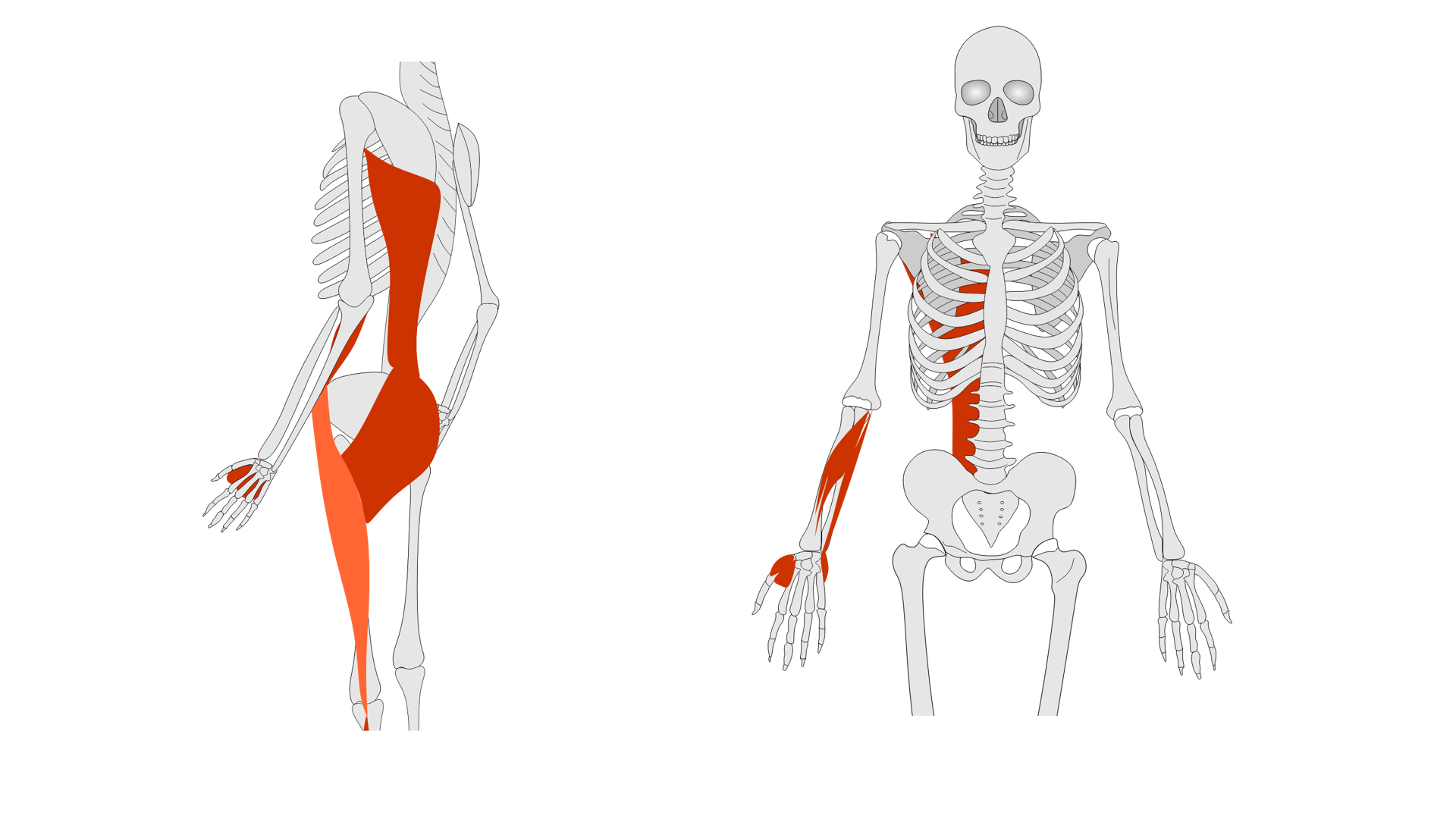 Rycina pod tytułem: Mięśnie: najszerszy grzbietu, mięśnie przedramienia i ręki. Graficzne przedstawienie szkieletu człowieka z przodu i z boku. Na schemacie zostały zaznaczone: mięsień najszerszy grzbietu w dolnej, tylnej części tułowia oraz mięśnie przedramienia i ręki.