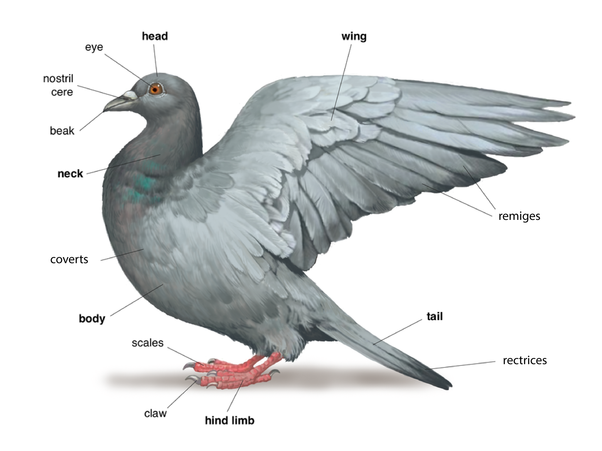 Ilustracja przedstawia szarego gołębia z uniesionymi skrzydłami. Głowa w lewo, na niej pomarańczowe oko i krótki dziób z otworem nosowym pod jaśniejszą skórą. Szyja krótka, mieni się kolorami piór pokrywowych. Po tułowiem czerwone kończyny tylne, pokryte łuskami, z pazurami na końcach czterech palców. W ogonie sterówki, w skrzydle lotki . Podpisy: głowa, oko, otwór nosowy, dziób, szyja, pióra pokrywowe, tułów, łuski, pazury, kończyna tylna, sterówki, ogon, lotki, skrzydło