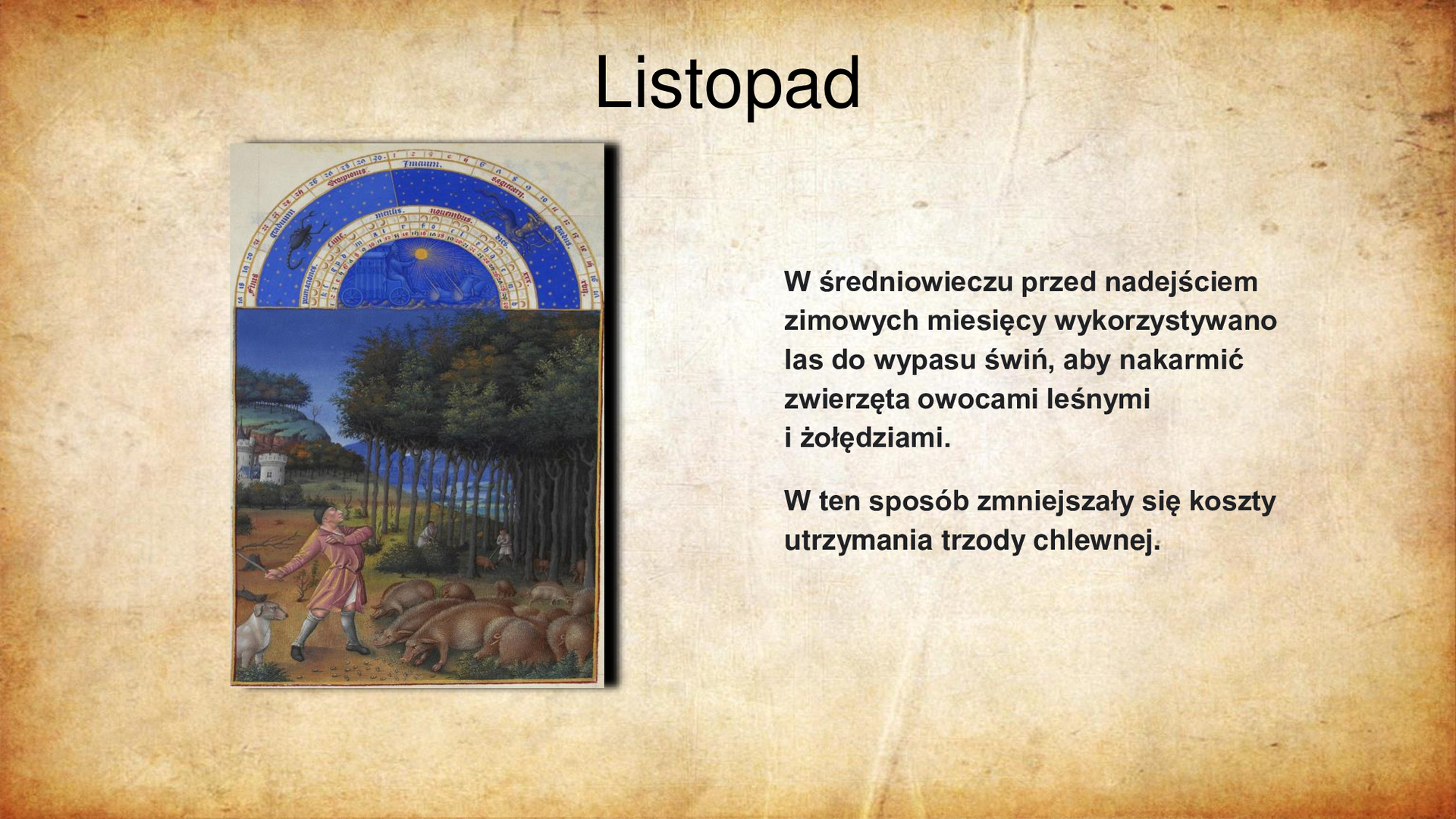 Ilustracja przedstawia po lewej stronie miniaturę z kodeksu średniowiecznego. Na pierwszym planie widać mężczyznę - pasterza, wyprowadzającego wraz z psem stado świń w pobliżu zagajnika, znajdującego się na drugim planie ilustracji. W tle wzniesienia i zabudowania gospodarstwa wiejskiego. Po lewej fragment zabudowań zamku. Powyżej sceny fragment kalendarza astronomicznego z zaznaczeniem znaków zodiaku: Skorpiona i Strzelca. Tytuł slajdu: Listopad. Tekst po prawej stronie slajdu: W średniowieczu przed nadejściem zimowych miesięcy wykorzystywano las do wypasu świń, aby nakarmić zwierzęta owocami leśnymi i żołędziami. w ten sposób zmniejszały się koszty utrzymania trzody chlewnej.