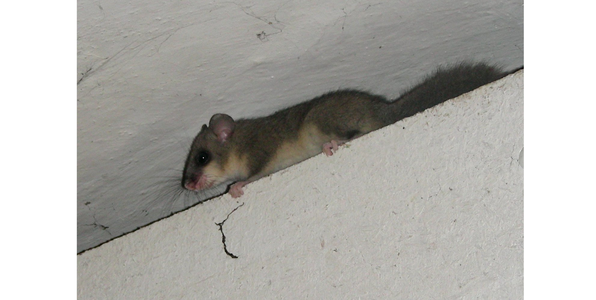 Zdjęcie przedstawia małe zwierzę z puszystym ogonem, które nazywa się popielica.