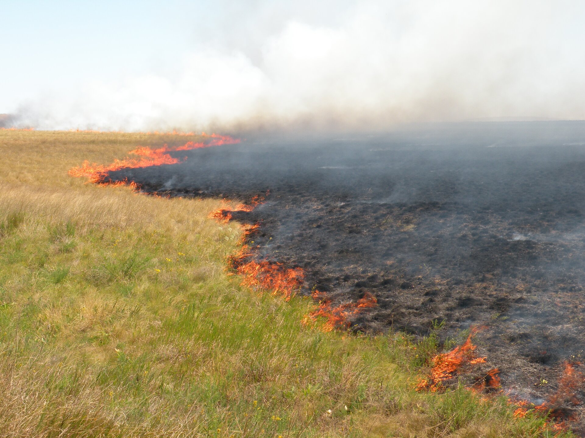 Zdjęcie przedstawiające płonący step. Lewa część fotografii ukazuje nietknięty fragment, przez środek kadru biegnie pionowa linia ognia, a za nią po prawej stronie czarna wypalona gleba. Nad stepem unosi się gęsty biały dym.