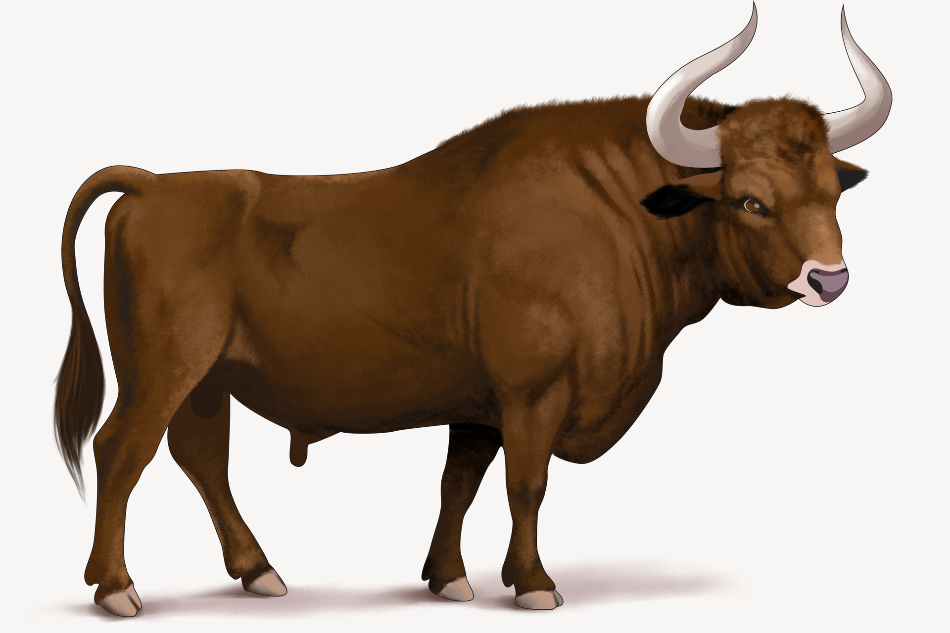 Ilustracja przedstawia wymarłego tura. Tur był masywnej budowy przypominającej bydło domowe. Sierść miał brązową. Posiadał grube białe rogi wyrastające z boku górnej części głowy. Również kopyta miał białe. Ogon był zakończony pędzelkiem dłuższej sierści. Na obrazku przedstawiony jest samiec.