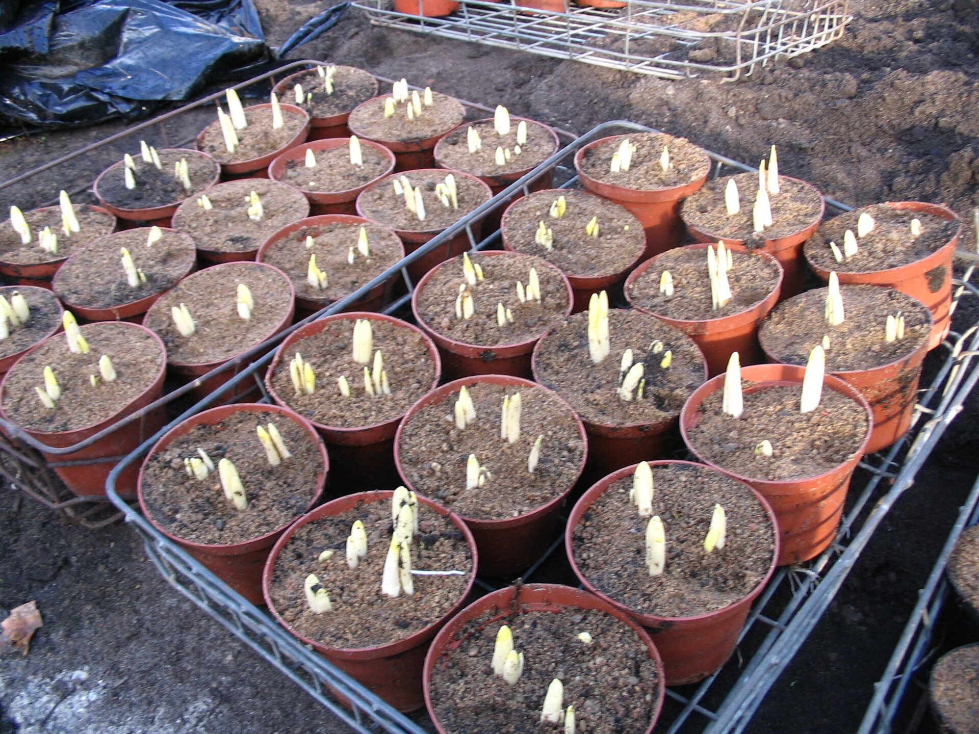 Zdjęcie przedstawia cebule narcyzów posadzone po trzy w czarnych doniczkach.