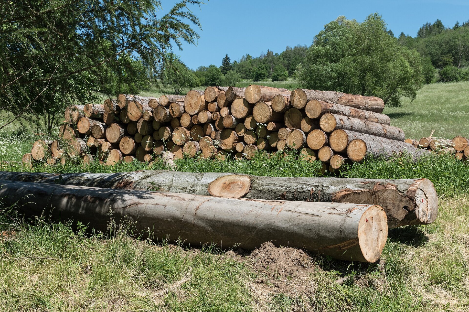 Zdjęcie przedstawia surowiec drzewny. Na trawie leżą ułożone w stos ścięte drzewa. W tle są drzewa.