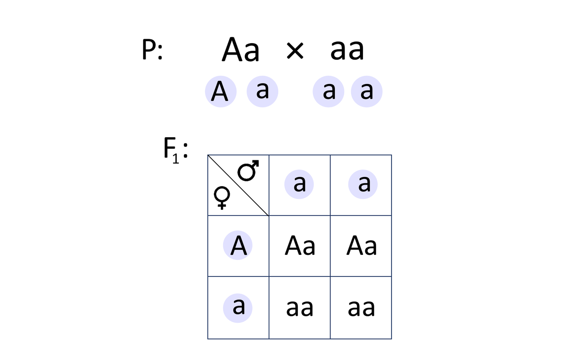 Ilustracja przedstawia krzyżówkę dwóch osobników. W pokoleniu rodziców są genotypy: duże A małe a oraz małe a małe a. Pod ich zapisem są odpowiednio gamety: duże A małe a oraz małe a małe a. Genotypy w pokoleniu F1 ukazano za pomocą szachownicy. Są dwie kolumny z gametami męskimi i dwa poziome rzędy z oznaczeniem gamet żeńskich. Krzyżowanie jest następujące: męska gameta pisana małą literą z żeńską gametą pisaną dużą literą A daje genotyp duże A małe a, gamety wzięte w drugiej kolumny i pierwszego rzędu dają identyczny wynik. Połączenie gamety męskiej pisanej małą literą z pierwszej kolumny i drugiej z gametą żeńską pisaną małą literą z rzędu drugiego daje dwukrotnie ten sam genotyp o zapisie małe a małe a.   