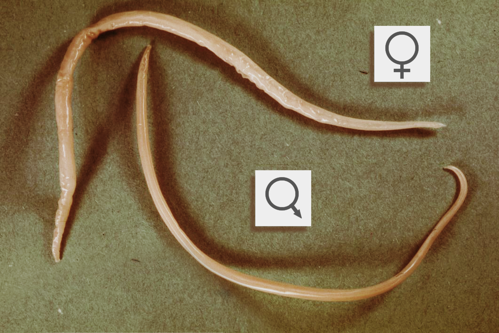 Na zdjęciu glista ludzka, samiec i samica. Każdy z tych pasożytów ma podłużne, nitkowate ciało w kolorze białobeżowym.