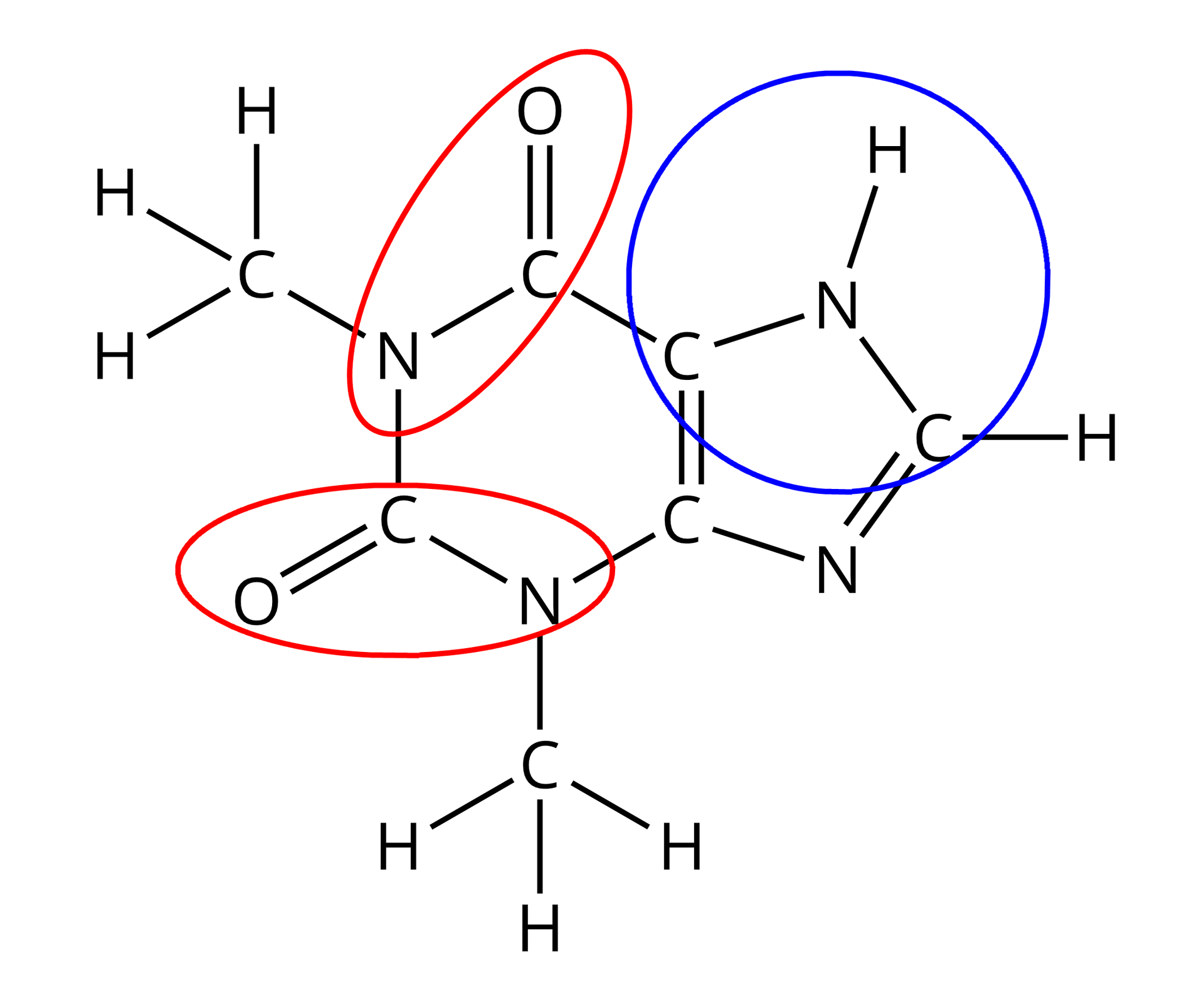 Ilustracja przedstawiająca zaznaczone dwie grupy amidowe, grupę aminową oraz dwie grupy metylowe.